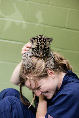 Illustration for article titled ZOMG NEW PICS OF BABY CLOUDED LEOPARD!!!